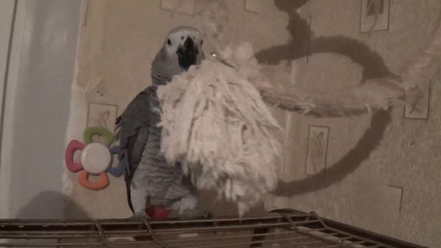 МОЙ ЖАКОНЯ РОМА НУУУ ОЧЕНЬ НЕ ЛЮБИТ КУПАТЬСЯ смотреть онлайн