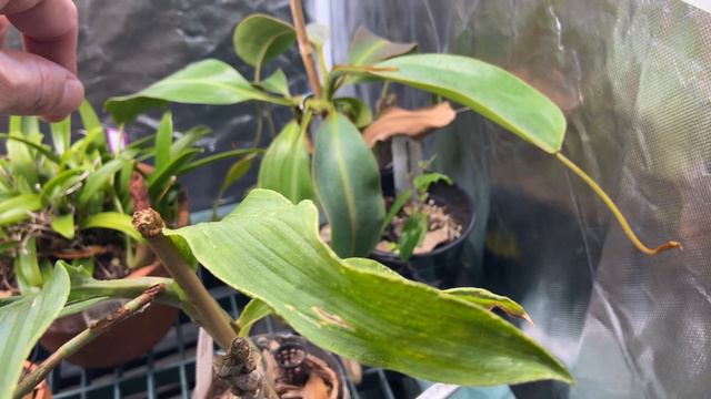 Show & Tell - Cycnoches jarae смотреть онлайн