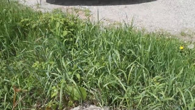 Road Review Honda Civic смотреть онлайн