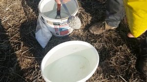 Самая первая подкормка голубики.