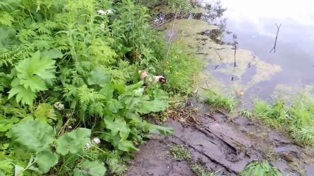 Кот-рыболов смотреть онлайн