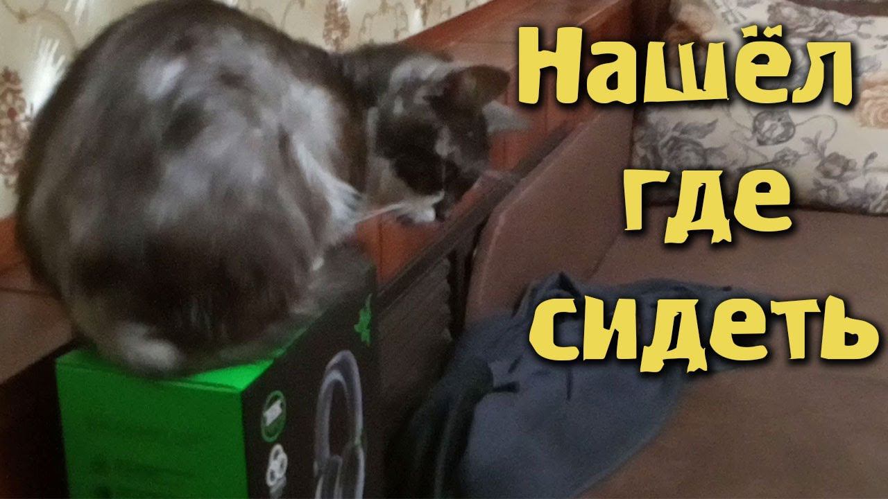 Кузури нашёл где сидеть. смотреть онлайн