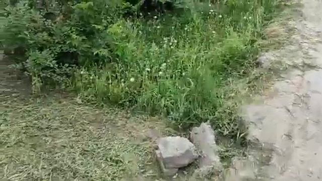 косим, по косим.. (кошение травы триммер champion T517) смотреть онлайн