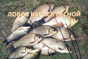 Ловля карася весной — секреты и тонкости ловли на поплавочную удочку