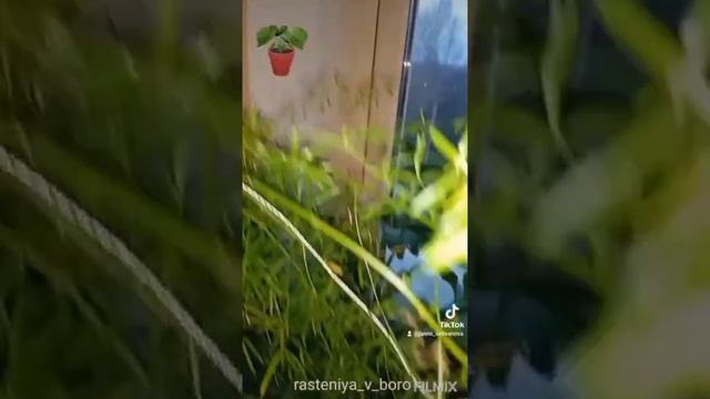 Филодендрон Селло - новый лист и новая радость ? #филсело #филодендрон #филодендронселло #растения смотреть онлайн