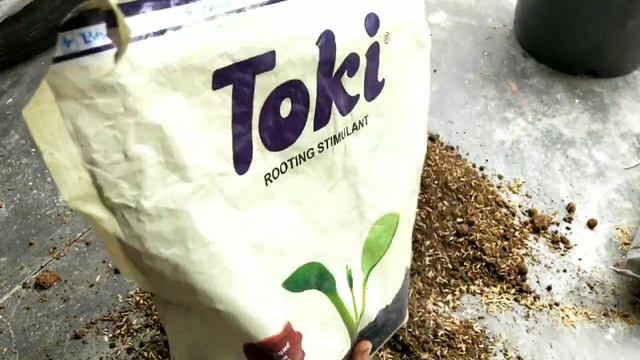 Bougainvillea potting soil for fast growth смотреть онлайн