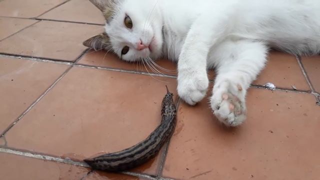 КОТ И СЛИЗНЯК смотреть онлайн