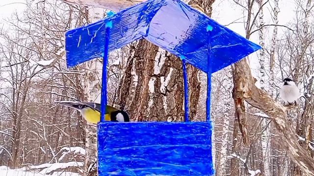 ПЕНИЕ ПТИЦ. ПТИЦЫ НА КОРМУШКЕ. БОЛЬШАЯ СИНИЦА. ЛАЗОРЕВКА. ГАИЧКА. #пениептиц смотреть онлайн