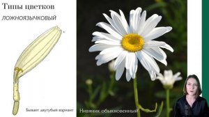 Сложноцветные: характеристика семейства