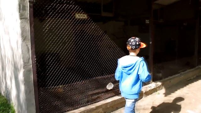 VLOG павлин распускает хвост ИДЕМ в контактный зоопарк кормим зверей The peacock dissolves its tail смотреть онлайн