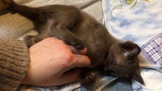 Котенок тонкинской кошки смотреть онлайн