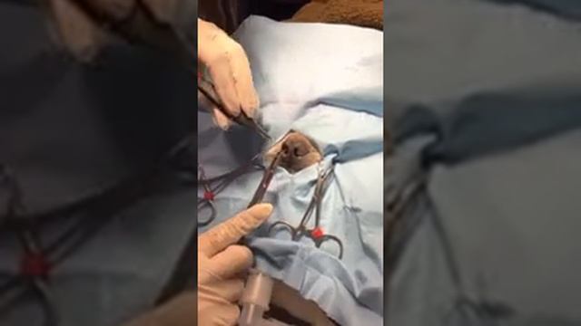 Stenotic Nares Repair in a French Bulldog - Veterinary Surgery смотреть онлайн