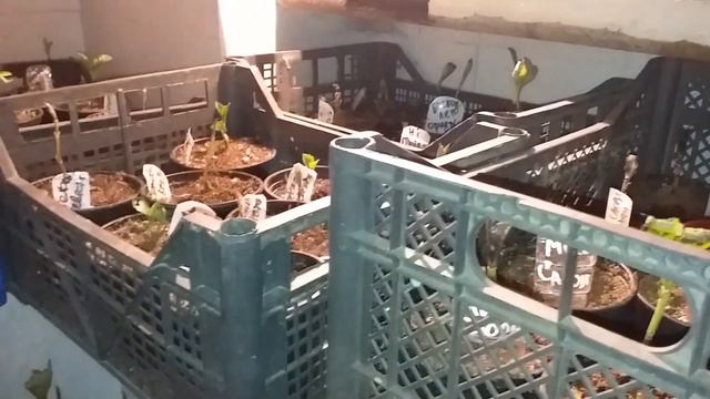 Как зимуют крупнолистные гортензии - в неотапливаемой теплице и подполье смотреть онлайн