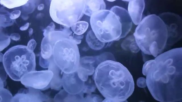 Масса медуз в берлинском аквариуме | A lot of Jellyfish in Berlin Aquarium смотреть онлайн