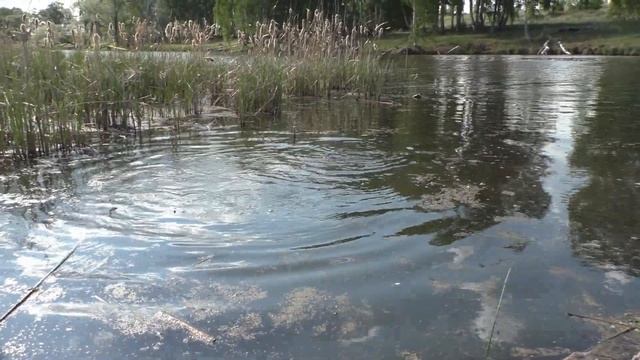Карп и сазан пошли на нерест. День первый. смотреть онлайн