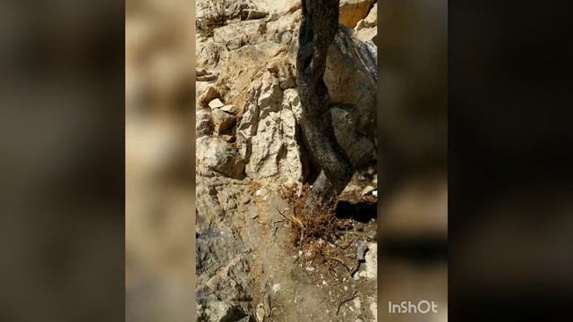 Изучение горы) смотреть онлайн