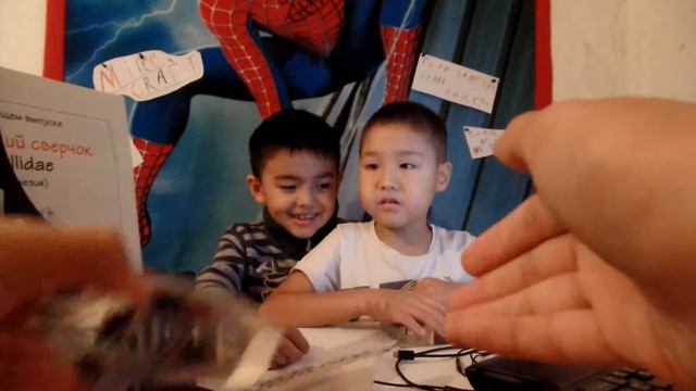 Насекомые и из знакомые моя колекция - обзор смотреть онлайн