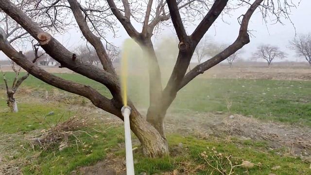 O'rik Shaftoli Darahtini Dorilash