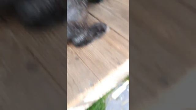 Кароче говоря ето бил мой сон смотреть онлайн