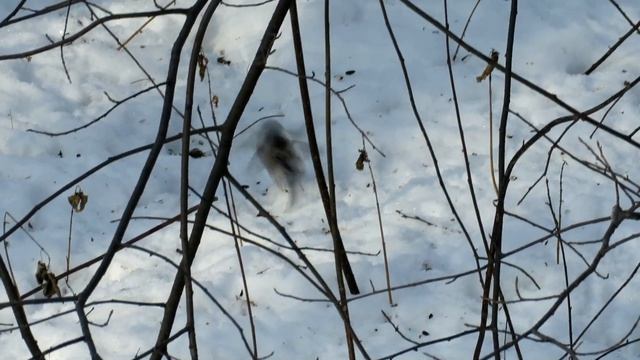 "Чудо птица" - Длиннохвостая Синица, Long-Tailed Tit смотреть онлайн