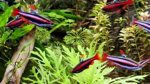 Nannostomus mortenthaleri home grown F1. смотреть онлайн