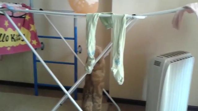 Кот не может достать шарик :-) смотреть онлайн
