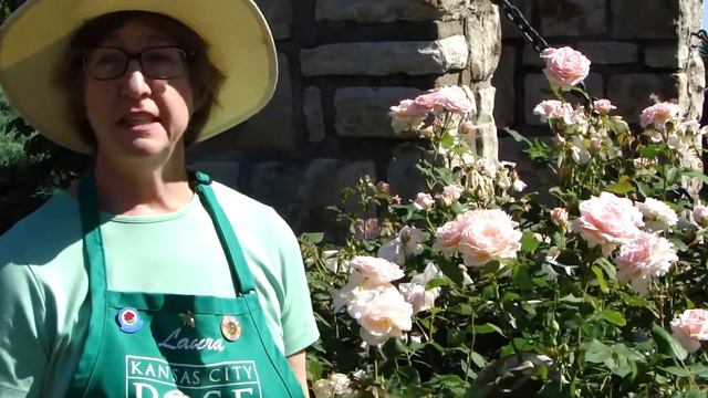 Quietness, Shrub Rose