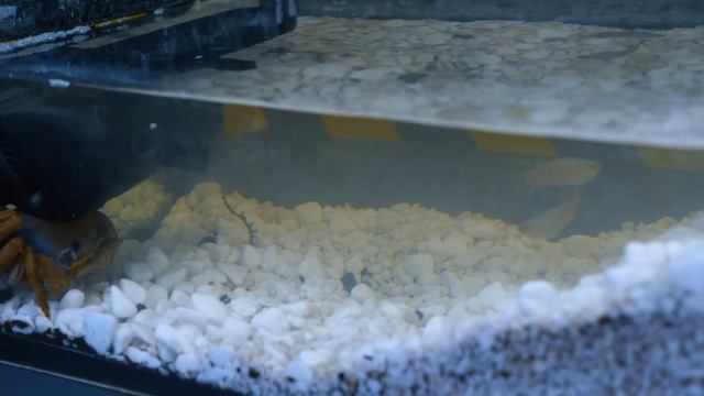 ВЫЖИВАНИЕ 100 ТАРАКАНОВ НА НЕОБИТАЕМОМ ОСТРОВЕ С ВУЛКАНОМ и МОРСКИМИ ЧУДОВИЩАМИ 7 ДНЕЙ! Часть 2 смотреть онлайн