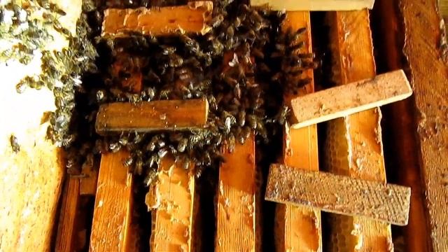 ЗИМОВКА СР ПЧЁЛ , БЕССМЕРТНАЯ ПЧЕЛОСЕМЬЯ ...