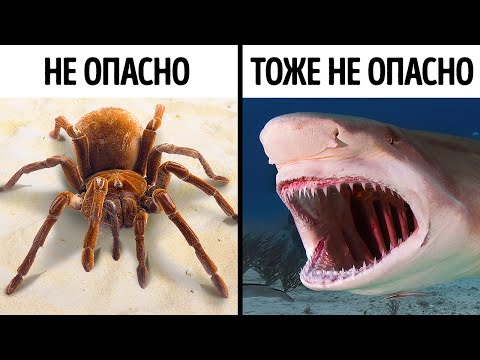 14 страшных, но не опасных животных смотреть онлайн