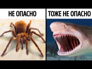 14 страшных, но не опасных животных