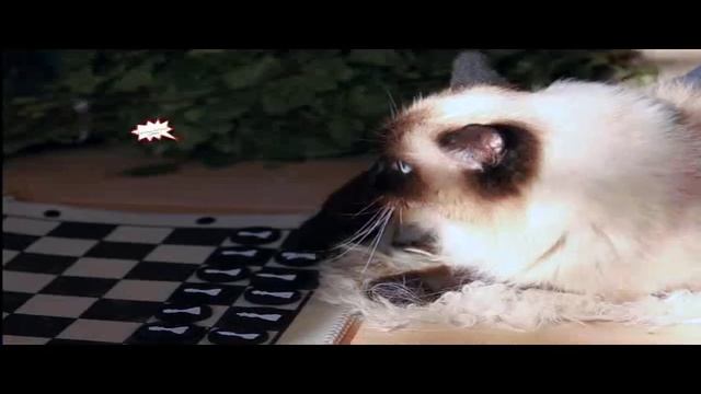 362051 Набор для бани мужский "в баню пойду, но пить не брошу" искусственный войлок 4 предм. смотреть онлайн