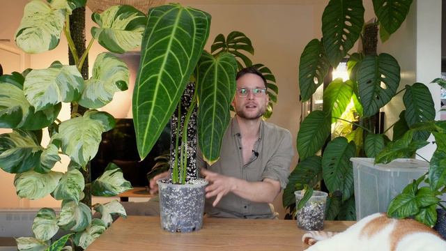 QUEEN ANTHURIUM PROPAGATION - 2 months update смотреть онлайн