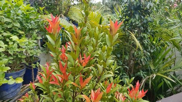 !!EUGENIA PLANT -Syzygium Campanulatum-Tips to Grow Well-No Fertiliser!!Aravi's Blog смотреть онлайн