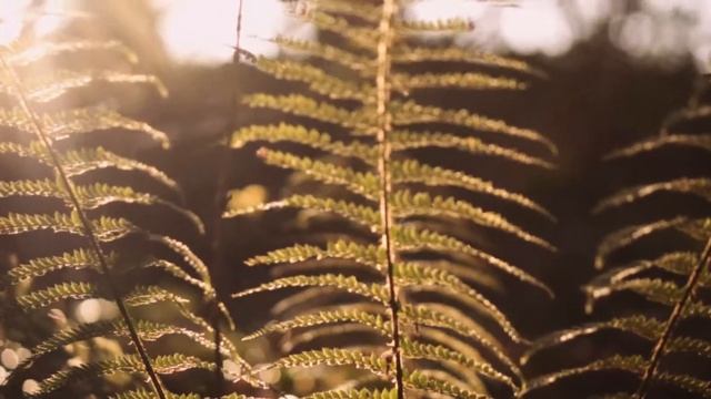 Состояние внутренней тишины. | State of inner silence. | Мантра. | Mantra смотреть онлайн