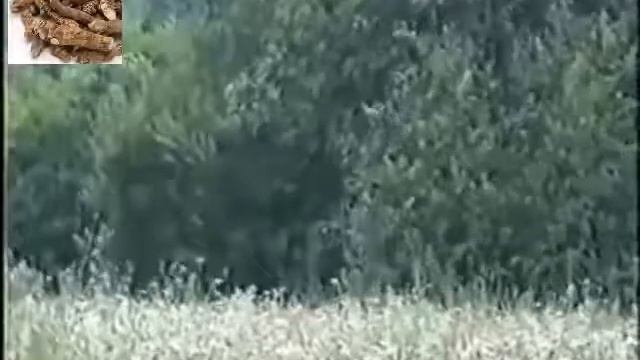 Корень аира. Лечебные свойства и противопоказания смотреть онлайн