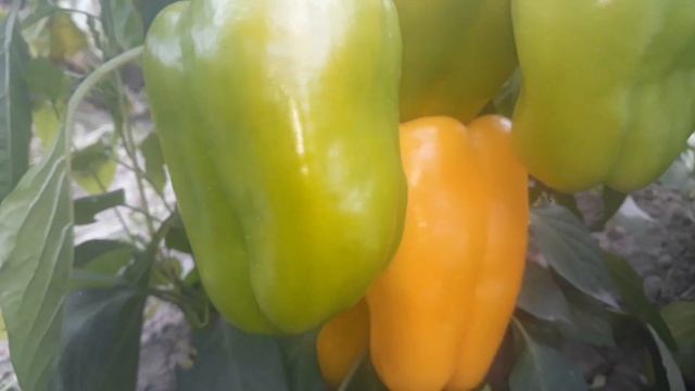 ШИКАРНЫЙ УРОЖАЙ БОЛГАРСКОГО ПЕРЦА//ЛУЧШИЕ СОРТА 2019 смотреть онлайн