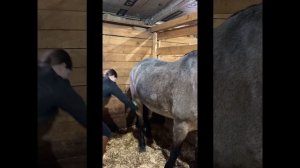 Новое видео|Новая конюшня?|ВЛОГ С ТРЕНИРОВКИ|