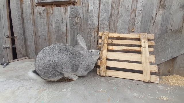 Кролик самец фландр. Возраст 6 месяцев. Вес около 7 кг. смотреть онлайн