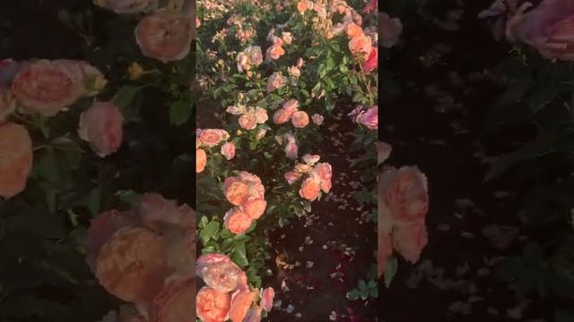 Сурир де Хавр смотреть онлайн