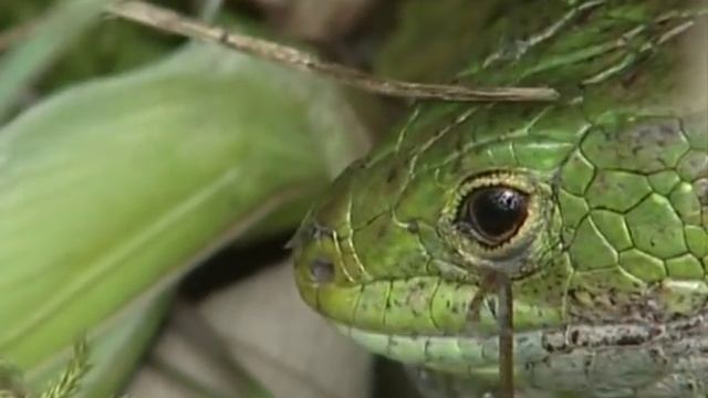 Diaboliques Mantes Religieuses - Documentaire