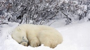 АПРЕЛЬ  -  АПРЕЛЬ -  автор слов музыки исполняет песню-  Женя Ремез