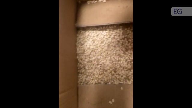 Станок для отделения околоплодной пленки кедрового ореха серии QH смотреть онлайн