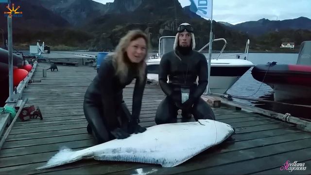 Подводная Охота на Палтуса. Halibut Spearfishing.