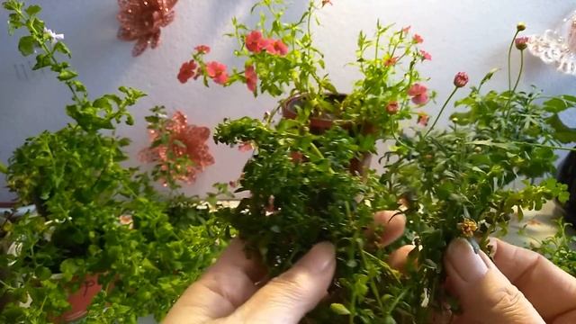 Обзор растений, выращенных из черенков, в феврале. Черенкую бакопу, немезию, алиссум... смотреть онлайн