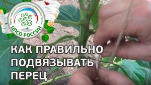 Как правильно подвязать перец в теплице. Подвязка перца.