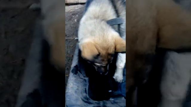 Помесь хаски и волка смотреть онлайн