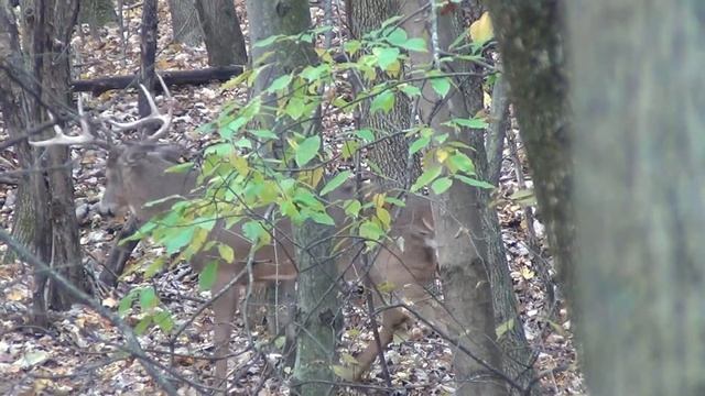 Whitetail Challenge смотреть онлайн