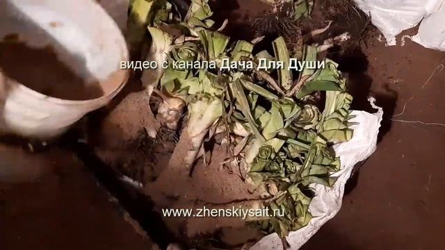Последний УРОЖАЙ 2019: убираем ЛУК ПОРЕЙ и СЕЛЬДЕРЕЙ на хранение??? смотреть онлайн