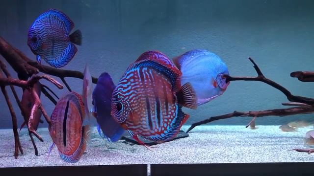 Gorgeous Heckel Cross Discus owned by Alan Lepore смотреть онлайн